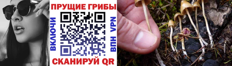 купить   Алексин  Галлюциногенные грибы Magic Shrooms 